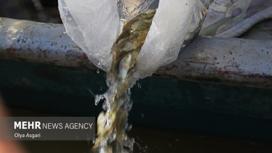 رهاسازی ۸ میلیون قطعه بچه ماهی در منابع آبی داخلی خوزستان - هشت صبح