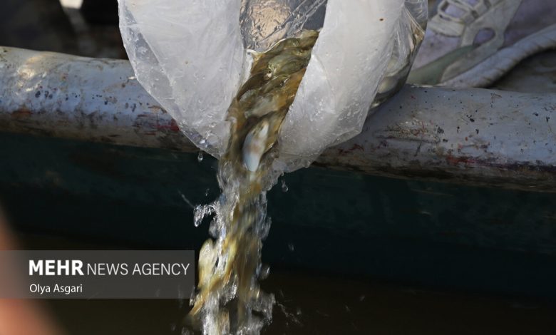 رهاسازی ۸ میلیون قطعه بچه ماهی در منابع آبی داخلی خوزستان - هشت صبح