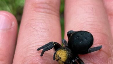 (تصاویر) عنکبوت مخملی: گونه‌ای بزرگ و سیاه با چهره پشمالو!
