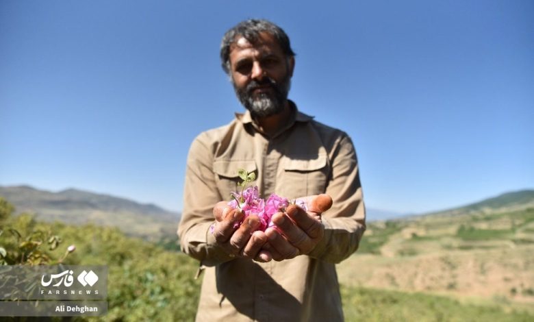 (تصاویر) برداشت گل محمدی از مزارع وامِنان