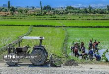 (تصاویر) کاشت برنج در مزارع گلستان