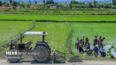 (تصاویر) کاشت برنج در مزارع گلستان