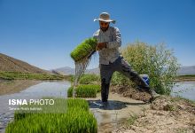 (تصاویر) خزانه داری و نشای برنج در استان فارس
