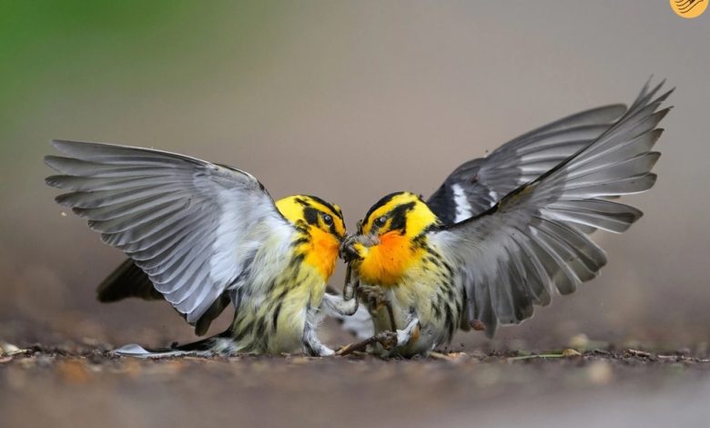 تصاویر چشم‌نواز از پرندگان؛ برندگان مسابقه عکاسی ادوبان