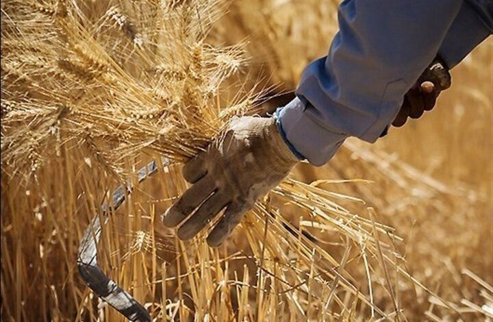 رشد ۲۸ درصدی تولید گندم در ۱۰ سال اخیر