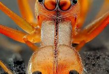 (تصاویر) عنکبوت مورچه نما؛ یک کلاهبردار حرفه‌ای در دنیای حشرات!