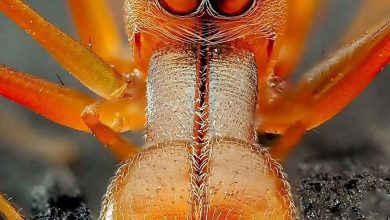 (تصاویر) عنکبوت مورچه نما؛ یک کلاهبردار حرفه‌ای در دنیای حشرات!