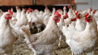 پیش‌بینی سهم ۳۰ درصدی مرغ لاین آرین در بازار گوشت مرغ - هشت صبح