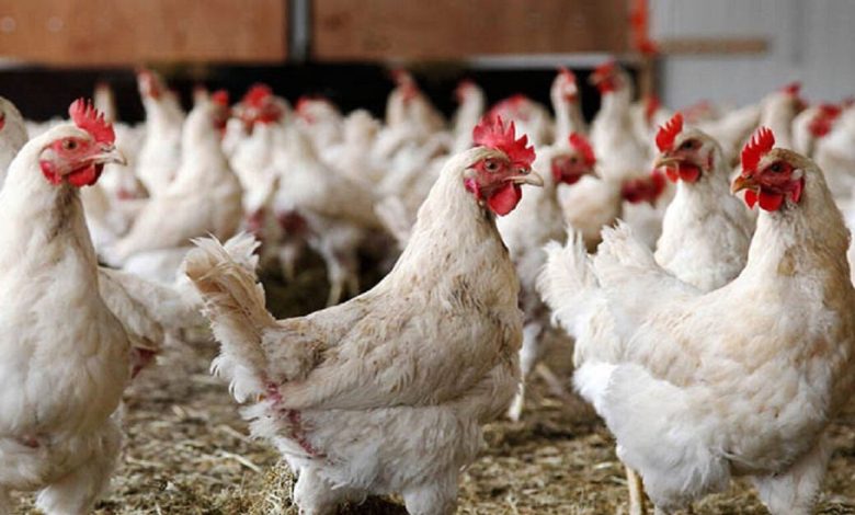 پیش‌بینی سهم ۳۰ درصدی مرغ لاین آرین در بازار گوشت مرغ - هشت صبح