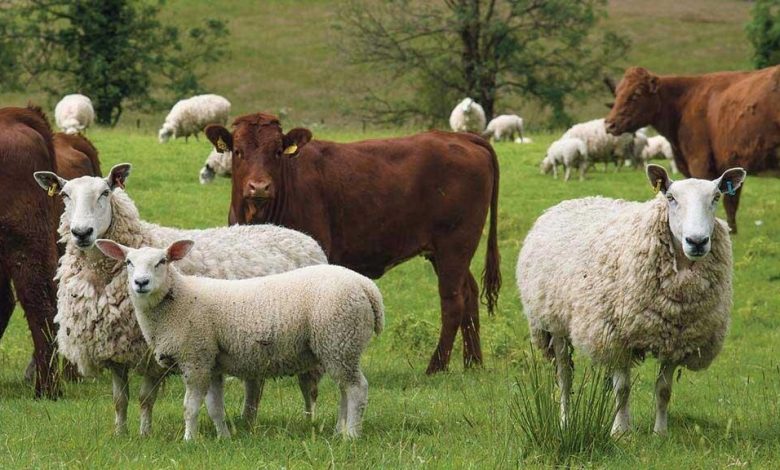 قیمت هر کیلوگرم گوسفند زنده ۳۳۰ و گوساله ۱۹۵ هزار تومان اعلام شد - هشت صبح