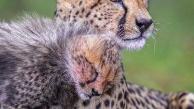 (تصاویر) سرعت و زیبایی در طبیعت: گشتی در دنیای یوزپلنگ‌ها