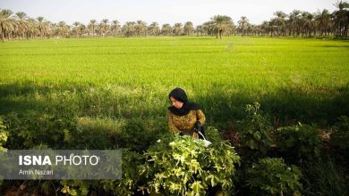 (تصاویر) برداشت خیار چنبر از مزارع شهرستان کارون