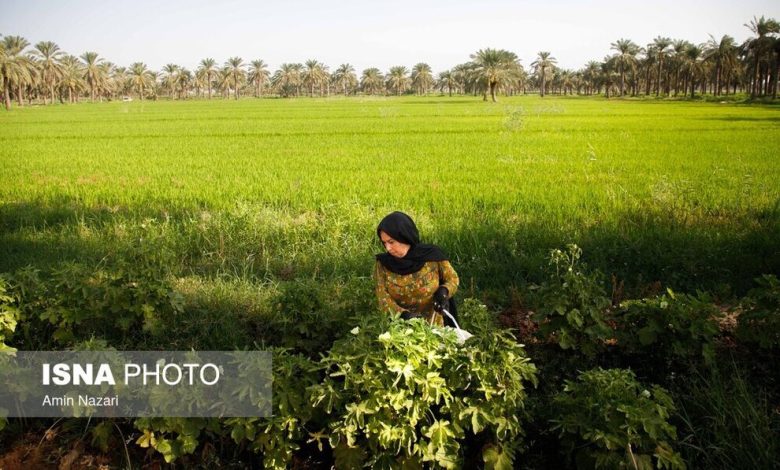 (تصاویر) برداشت خیار چنبر از مزارع شهرستان کارون