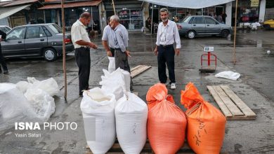 (تصاویر) برداشت برنج در گیلان