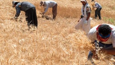 مدیرعامل بنیاد ملی گندم‌کاران: با تحقق برداشت از صندوق توسعه ملی، ۸۵ درصد مطالبات گندم‌کاران تا پایان هفته پرداخت می‌شود