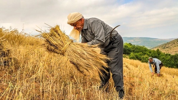 ۱۲۱ هزار میلیارد تومان از مطالبات گندم‌کاران پرداخت شد