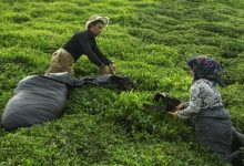 در ۵ ماهه نخست سال ۴ هزار تن چای صادر و ۲۰ هزار تن وارد شد - هشت صبح