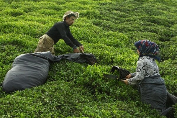 در ۵ ماهه نخست سال ۴ هزار تن چای صادر و ۲۰ هزار تن وارد شد - هشت صبح