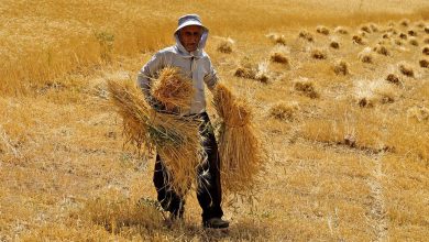 احمدعلی کیخا، معاون سابق وزارت کشاورزی: میزان کشت و روش آن در ایران نیز متناسب با استاندارد‌ها نیست و هرساله باعث هدررفت آب و زمین بسیاری می‌شود؛ دلیلی ندارد تمام کشور گندم بکاریم