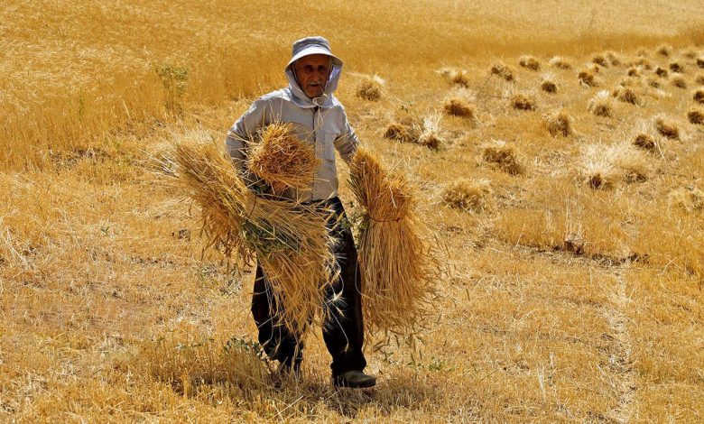 احمدعلی کیخا، معاون سابق وزارت کشاورزی: میزان کشت و روش آن در ایران نیز متناسب با استاندارد‌ها نیست و هرساله باعث هدررفت آب و زمین بسیاری می‌شود؛ دلیلی ندارد تمام کشور گندم بکاریم