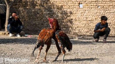 (تصاویر) بازار پرندگان مشهد