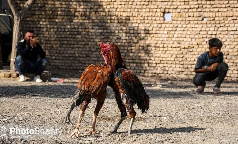 (تصاویر) بازار پرندگان مشهد