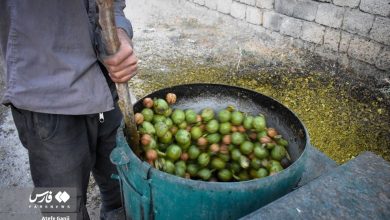 (تصاویر) برداشت گردو در چهارمحال و بختیاری