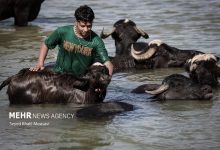 (تصاویر) زندگی در کنار گاومیش‌ها