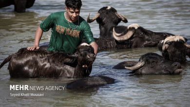 (تصاویر) زندگی در کنار گاومیش‌ها