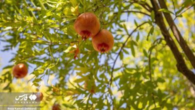 (تصاویر) چیدمان شگفتی‌ها؛ برداشت انار در روستای دورک