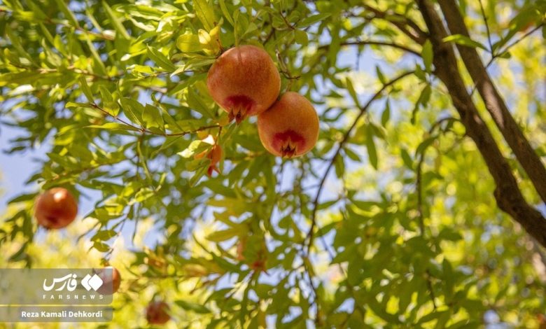 (تصاویر) چیدمان شگفتی‌ها؛ برداشت انار در روستای دورک