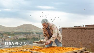 «خور» بزرگترین تولیدکننده آلو در کشور (تصاویر)