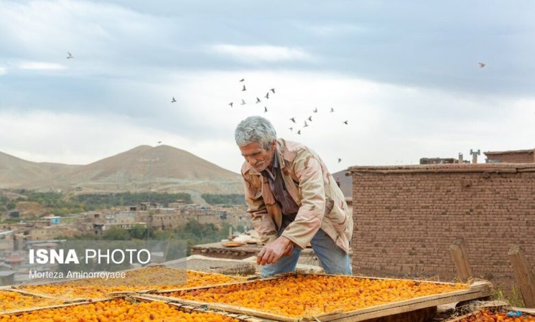 «خور» بزرگترین تولیدکننده آلو در کشور (تصاویر)