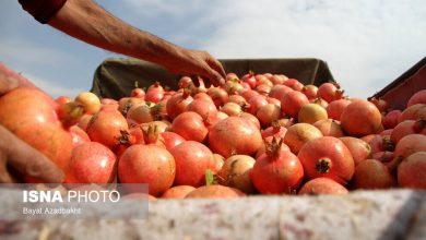 انارستان تنگ سیاب در کوهدشت لرستان (تصاویر)