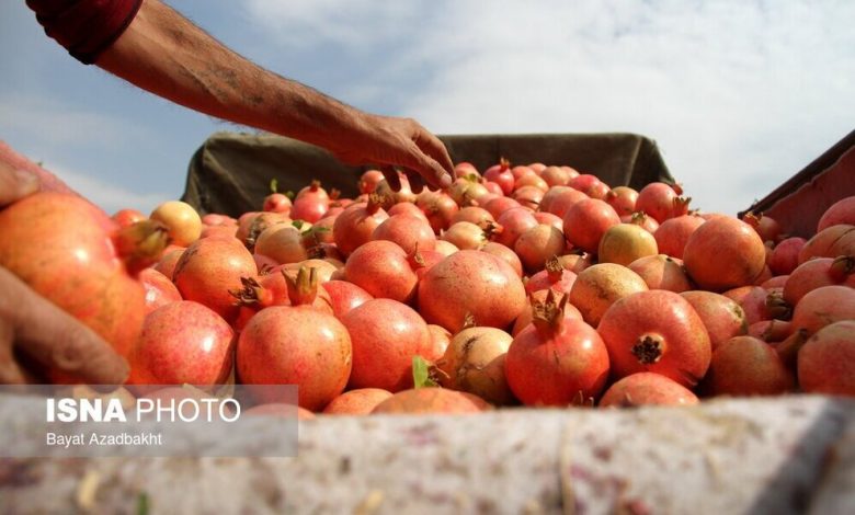 انارستان تنگ سیاب در کوهدشت لرستان (تصاویر)