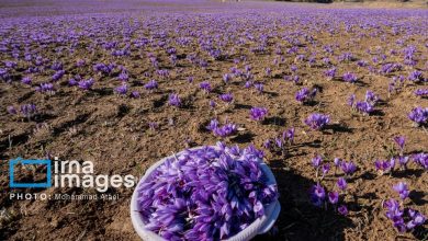 برداشت گل زعفران در مزرعه‌های روستای کوهستانی وامنان (تصاویر)