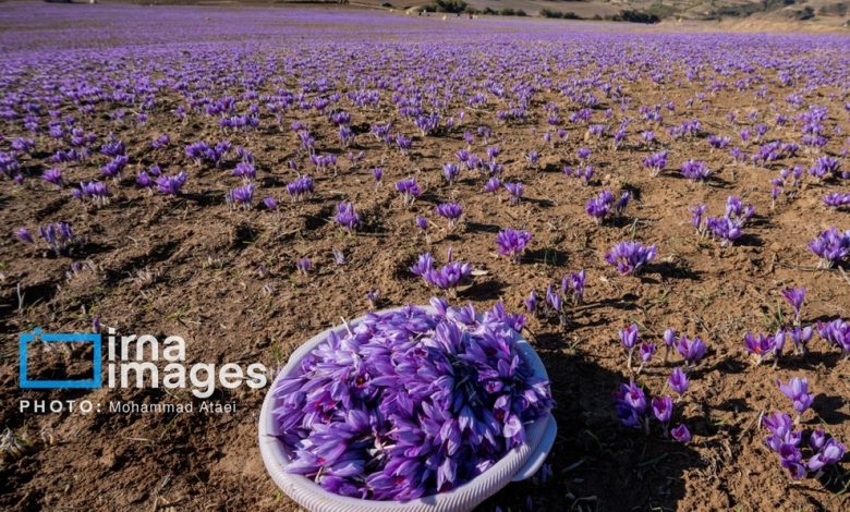 برداشت گل زعفران در مزرعه‌های روستای کوهستانی وامنان (تصاویر)