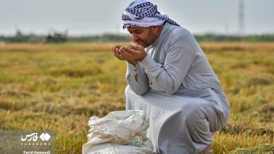 برداشت «شَلتوک» (تصاویر)