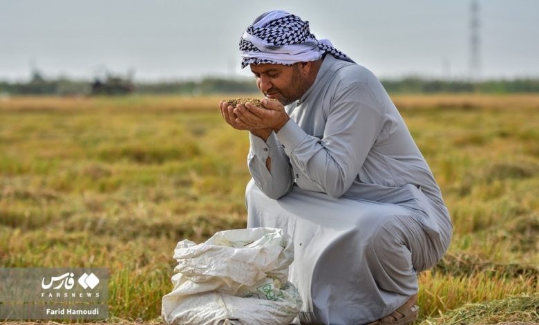 برداشت «شَلتوک» (تصاویر)