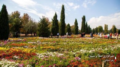 جشنواره گل‌های داودی در باغ گیاه شناسی ملی ایران (تصاویر)