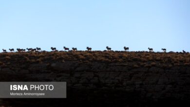 (تصاویر) سرشماری حیات وحش در مناطق حفاظت شده نیشابور