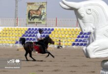 (تصاویر) جشنواره زیبایی اسب اصیل ایرانی