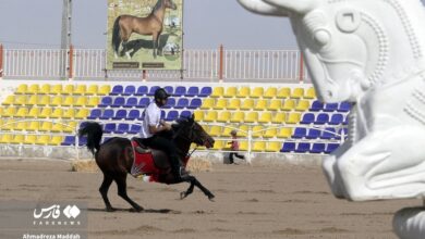 (تصاویر) جشنواره زیبایی اسب اصیل ایرانی