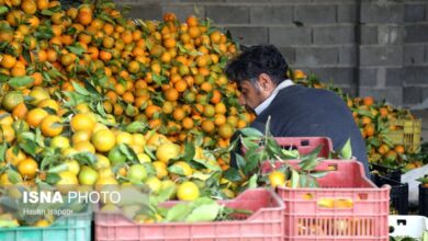 (تصاویر) برداشت مرکبات از باغات سوادکوه شمالی