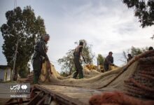 (تصاویر) صید ماهیان استخوانی در دریای خزر