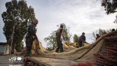 (تصاویر) صید ماهیان استخوانی در دریای خزر