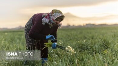 (تصاویر) برداشت گل نرگس در کردکلا جویبار