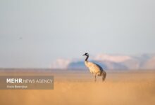 (تصاویر) پرواز دُرنا‌ها در سکوت دریاچه بختگان