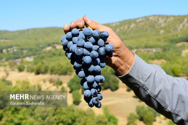 «نیشتر سرشماری» به زخم کشاورزی استان سمنان