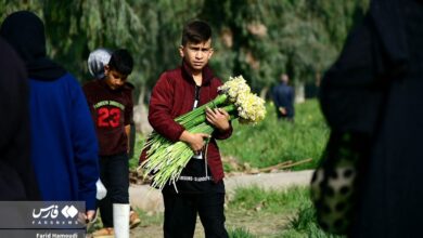 (تصاویر) برداشت گل نرگس در بهبهان